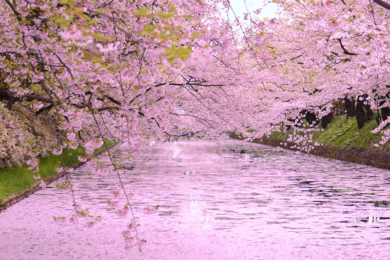 弘前公園・花筏（撮影時期：5月）